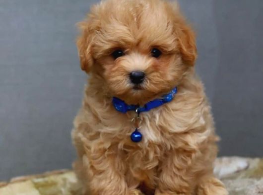 Çok Uygun Fi̇yatlara Gerçek Malti̇poo Yavrular görsel