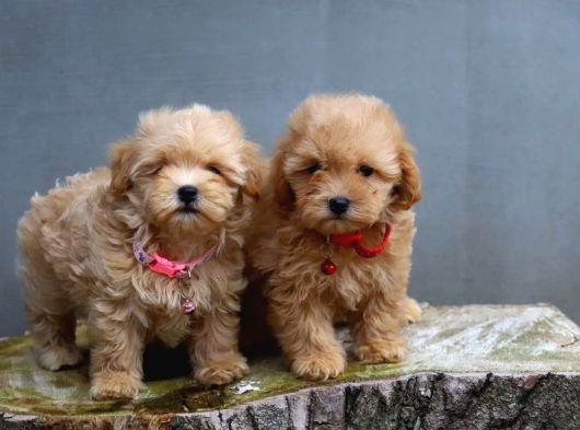 Çok Uygun Fi̇yatlara Gerçek Malti̇poo Yavrular görsel