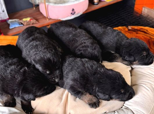 Mükemmel Alman Kurdu Bebeklerimiz Için Acele Edin görsel