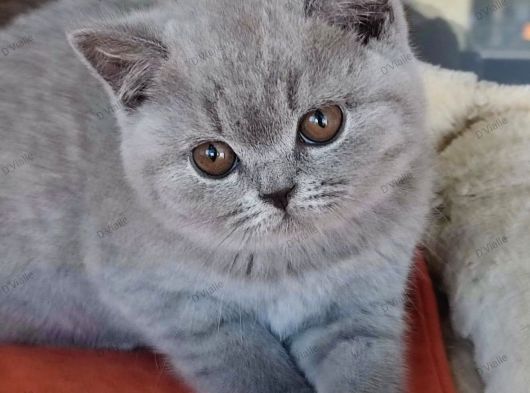 Irkının En Güzelleri