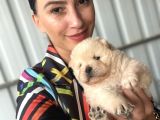 Chowchow Yavrularım Sağlık Ve Irk Garantilidir