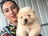 Chowchow Yavrularım Sağlık Ve Irk Garantilidir