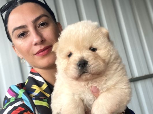 Chowchow Yavrularım Sağlık Ve Irk Garantilidir görsel