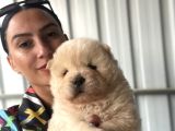 Chowchow Yavrularım Sağlık Ve Irk Garantilidir