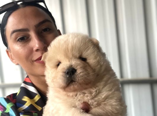 Chowchow Yavrularım Sağlık Ve Irk Garantilidir görsel