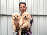 Chowchow Yavrularım Sağlık Ve Irk Garantilidir