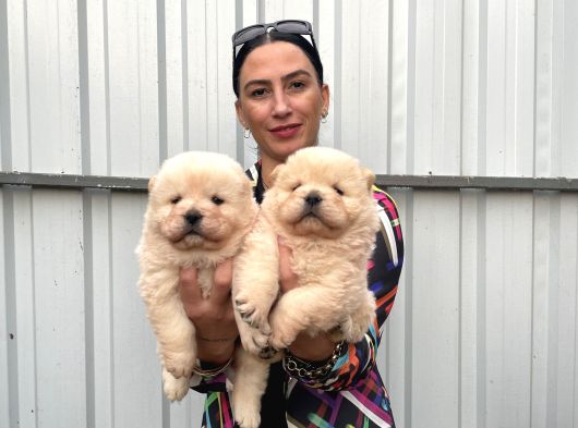Chowchow Yavrularım Sağlık Ve Irk Garantilidir görsel