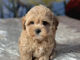 BABY FACE YÜZLÜ MALTİPOO YAVRULAR