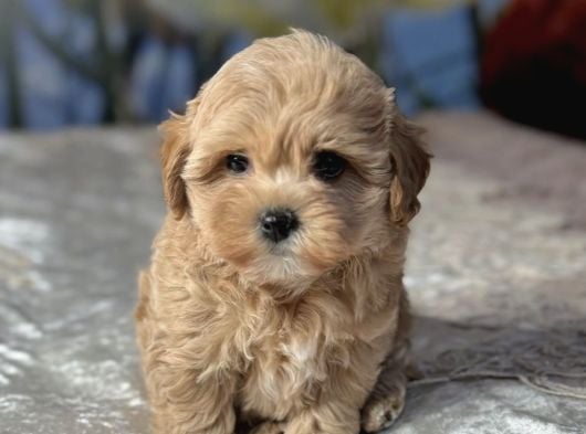 Baby Face Yüzlü Malti̇poo Yavrular