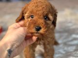 Toy Poodle Bebeği̇mi̇z Luna