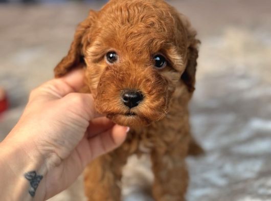 Toy Poodle Bebeği̇mi̇z Luna görsel