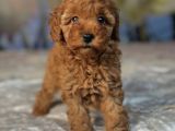 TOY POODLE BEBEĞİMİZ LUNA