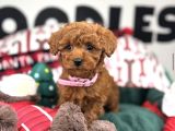 TEACUP POODLE YAVRULARIMIZ