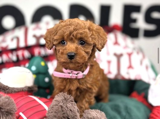 Teacup Poodle Yavrularimiz