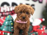 Teacup Poodle Yavrularimiz