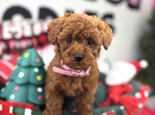 Teacup Poodle Yavrularimiz görsel
