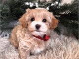 MASKELİ MALTİPOO BEBEKLERİMİZ