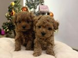 TEACUP MALTİPOO YAVRULAR