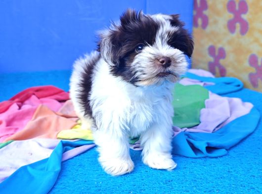 Gerçek Morki̇e Yavrular İstanbul Köpek Çi̇ftli̇ği̇nde görsel