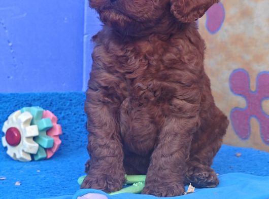 İnanilmaz Güzelli̇kte Gerçek Toy Poodle Yavrular görsel