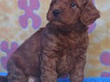 İnanilmaz Güzelli̇kte Gerçek Toy Poodle Yavrular
