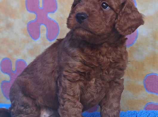 İnanilmaz Güzelli̇kte Gerçek Toy Poodle Yavrular görsel