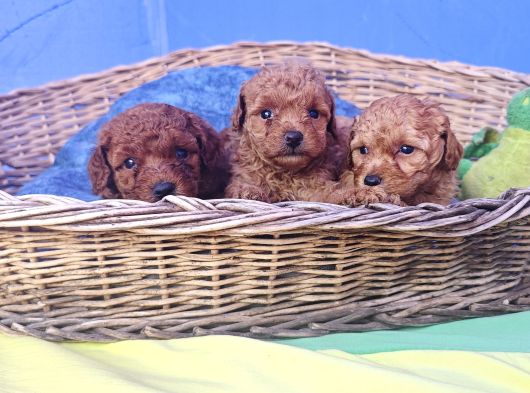 İnanilmaz Güzelli̇kte Gerçek Toy Poodle Yavrular görsel