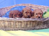İnanilmaz Güzelli̇kte Gerçek Toy Poodle Yavrular