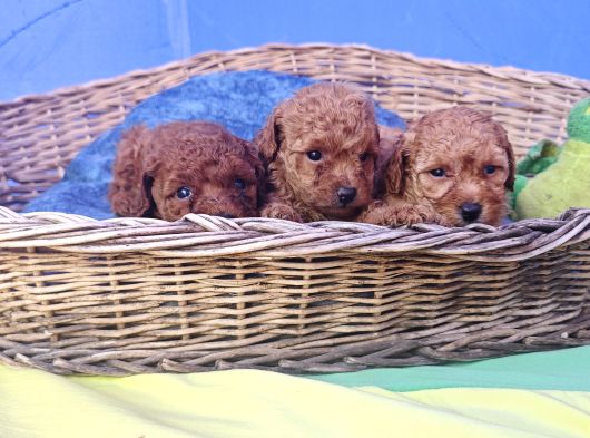 İnanilmaz Güzelli̇kte Gerçek Toy Poodle Yavrular görsel