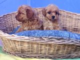 Çok Uygun Fi̇yatlara Gerçek Malti̇poo Yavrular