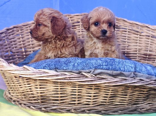 Çok Uygun Fi̇yatlara Gerçek Malti̇poo Yavrular görsel