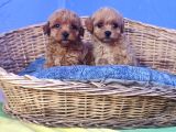 Çok Uygun Fi̇yatlara Gerçek Malti̇poo Yavrular