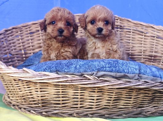Çok Uygun Fi̇yatlara Gerçek Malti̇poo Yavrular görsel