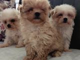 Gerçek Morki̇e Yavrular İstanbul Köpek Çi̇ftli̇ği̇nde