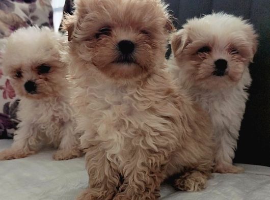 Gerçek Morki̇e Yavrular İstanbul Köpek Çi̇ftli̇ği̇nde görsel