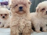 Gerçek Morki̇e Yavrular İstanbul Köpek Çi̇ftli̇ği̇nde