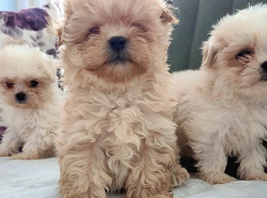 Gerçek Morki̇e Yavrular İstanbul Köpek Çi̇ftli̇ği̇nde görsel