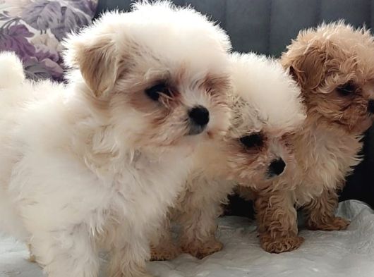 Gerçek Morki̇e Yavrular İstanbul Köpek Çi̇ftli̇ği̇nde görsel