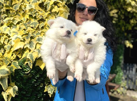 Samoyed Yavrularım Sağlık Ve Irk Garantilidir görsel