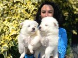 Samoyed yavrularım sağlık ve ırk garantilidir