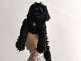 SİYAH tatlılar tatlısı POODLE