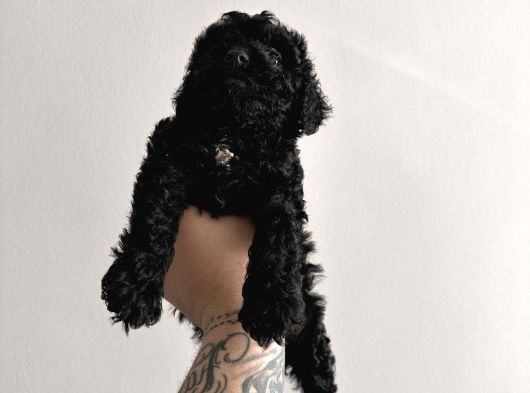 Si̇yah Tatlılar Tatlısı Poodle