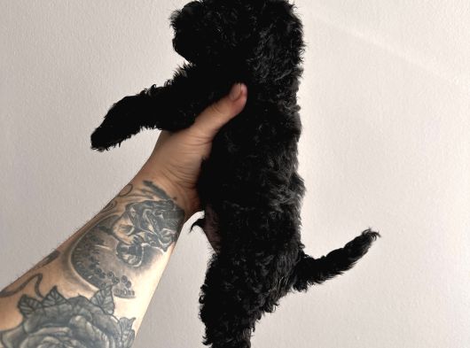 Si̇yah Tatlılar Tatlısı Poodle görsel