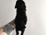 Si̇yah Tatlılar Tatlısı Poodle