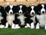 Irk ve sağlık garantili bordor collie bebeklerimiz hazır