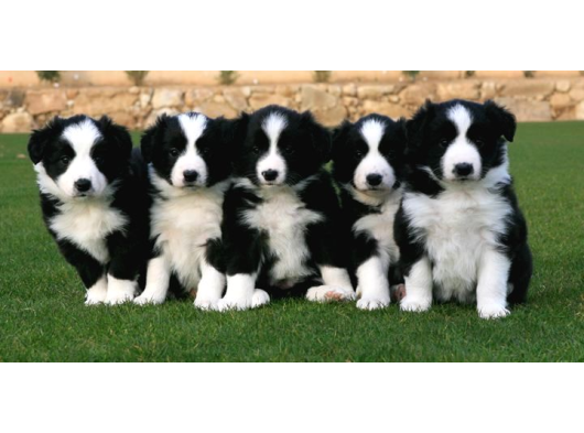 Irk ve sağlık garantili bordor collie bebeklerimiz hazır