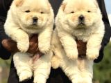 Kartopu Panda Gi̇bi̇ Chow Chow Yavrular