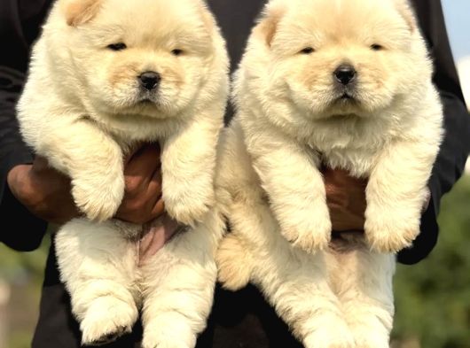 Kartopu Panda Gi̇bi̇ Chow Chow Yavrular görsel