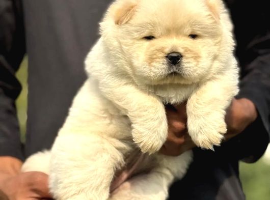 Kartopu Panda Gi̇bi̇ Chow Chow Yavrular