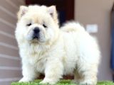 Kartopu Panda Gi̇bi̇ Chow Chow Yavrular
